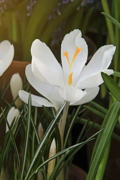 Weiße Krokusse. Erste Frühlingsblumenblüte aus nächster Nähe — Stockfoto