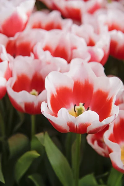 Red and white tulip. First spring flower blossom, close up — Stockfoto