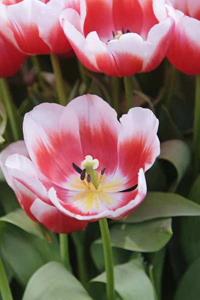 Die erste Frühlingsblume blüht. Rote und weiße Tulpe aus nächster Nähe — Stockfoto