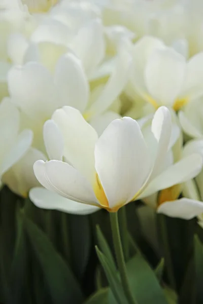 White tulips. First spring flower blossom, close up — Stockfoto