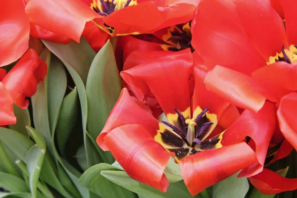 Red tulips. First spring flower blossom, close up — Stockfoto