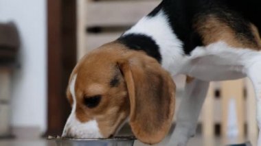 Şirin bir köpek yavrusu kaseden yemek yiyor, yakın çekim.
