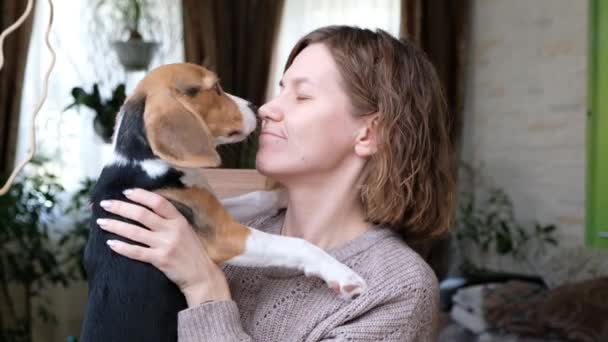 Lindo perro beagle besos, fugas y jugar con la mujer, perro y propietario sentado en casa — Vídeos de Stock