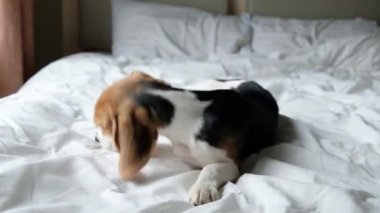 Funny cute dog beagle jumping on a white bed in bedroom
