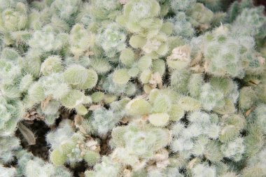 Closeup view of green unusual cactus as a background, top view, texture. Macro