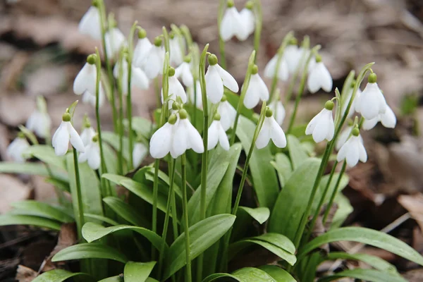 Snowdrops. First spring flower blossom, close up. — Stockfoto