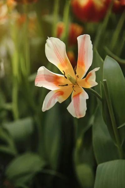 Allein die Tulpe. Erste Frühlingsblumenblüte aus nächster Nähe — Stockfoto