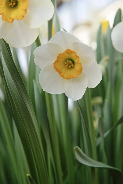 Weiße Narzisse. Erste Frühlingsblumenblüte aus nächster Nähe — Stockfoto