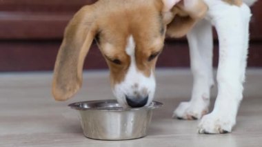 Sevimli köpek av köpeği kaseden yiyor, yakın çekim.