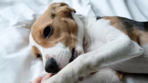 Lindo perro beagle jugando con la mano de cerca — Vídeo de stock