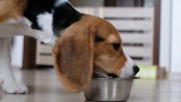 Мила собака бігль їсть з миски, крупним планом — стокове відео