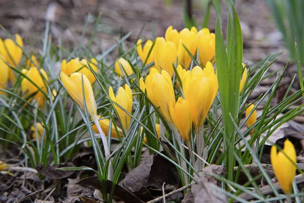 Gelbe Krokusse. Erste Frühlingsblumenblüte aus nächster Nähe — Stockfoto