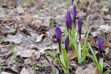 İlk bahar çiçeği, menekşe çiçeği, yakın çekim.