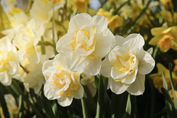 Gelber Narziss. Erste Frühlingsblumenblüte aus nächster Nähe — Stockfoto