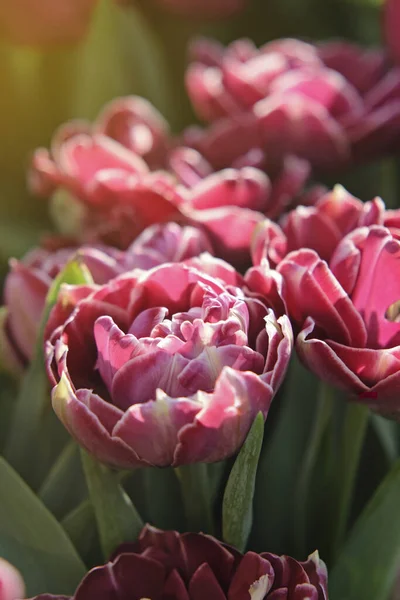 Rosa Tulpen. Erste Frühlingsblumenblüte aus nächster Nähe — Stockfoto