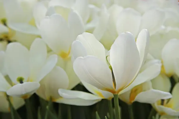 White tulips. First spring flower blossom, close up — Stockfoto