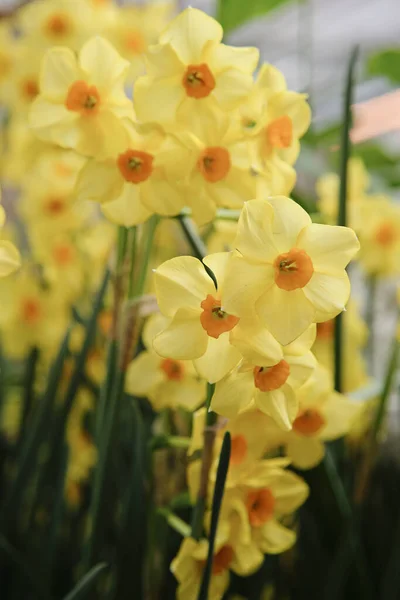 Gul narsissos. Første vårblomst, nær – stockfoto