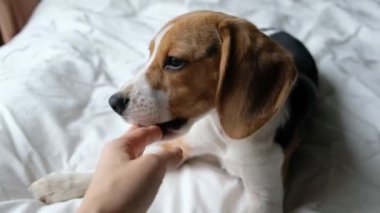 Sevimli köpek av köpeği, yakın çekimde oynuyor.