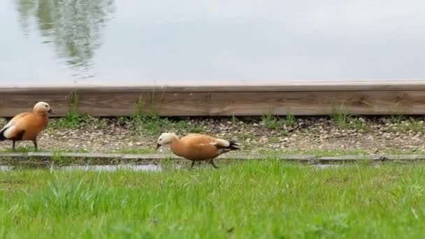 Parkta göletin kenarında yürüyen güzel bir çift raf ördeği — Stok video