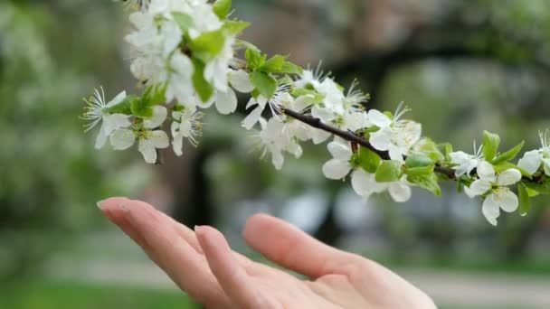 Beautiful Plum flower blossom in spring, close up — Stock Video