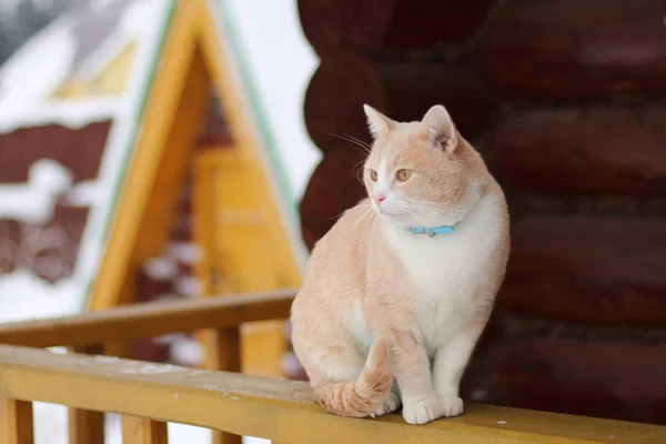 나무 집의 테라스의 방책에 앉아 빨간 고양이. — 스톡 사진