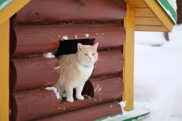 Ahşap bir evde oturan kırmızı kedi.