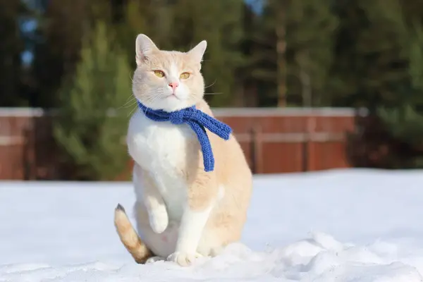 시골에서 눈을 통해 블루 니트 스카프에 빨간 고양이 산책. — 스톡 사진