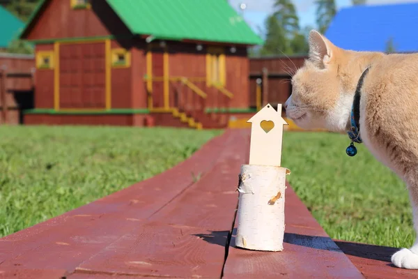 The cat sniffs a model of plywood house on a birch bar on the background of wooden building.