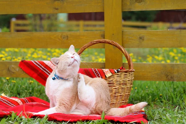 Červená kočka sedí na světlé látky před plot na zahradě. — Stock fotografie