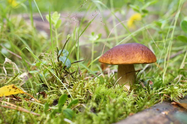 Mushrooms growing among moss in the forest.