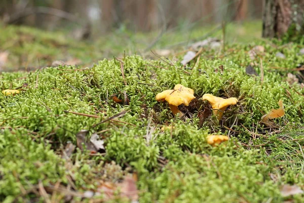 Cogumelos crescendo entre musgo na floresta . — Fotografia de Stock
