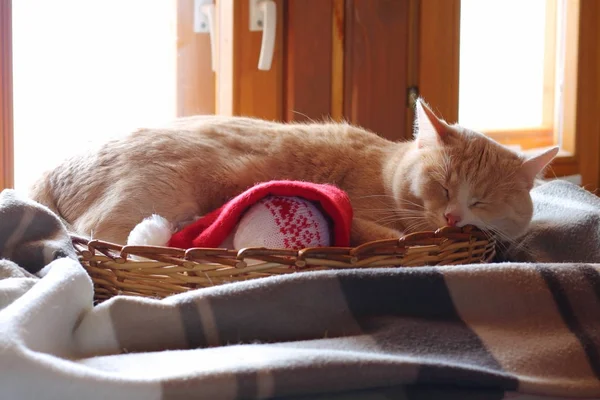 Červená kočka spí na koberečku u okna. — Stock fotografie