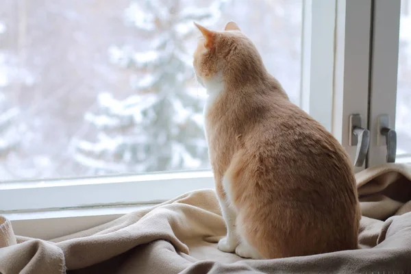 Červená Kočka Vypadá Okna Zimě — Stock fotografie