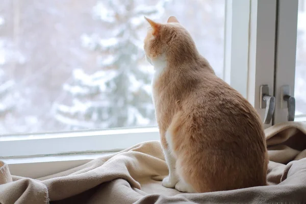 Kırmızı kedi pencereden kışın görünüyor..