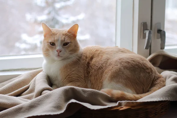 고양이 겨울에 양탄자에 — 스톡 사진