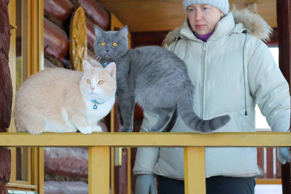 Röda Och Grå Katter Terrassen Ett Trähus Med Dess Värdinna — Stockfoto