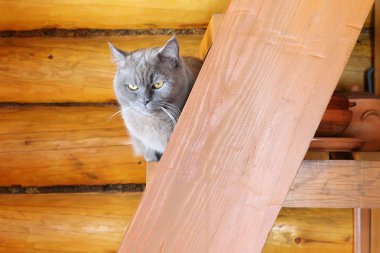 Ahşap bir evin merdivenlerinde oturan gri bir kedinin portresi..