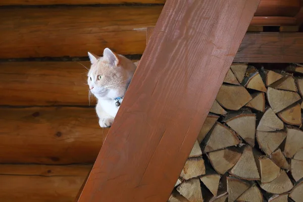 Retrato Gato Vermelho Adulto Sentado Uma Escada Madeira Uma Casa — Fotografia de Stock