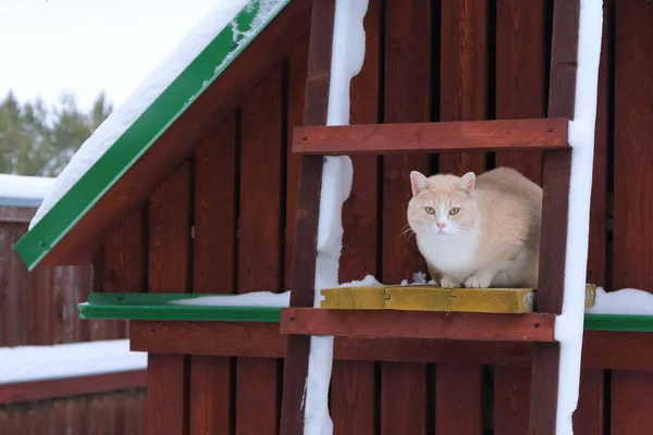 Cat Sitting Staircase Wooden Shed Wintertime — 스톡 사진