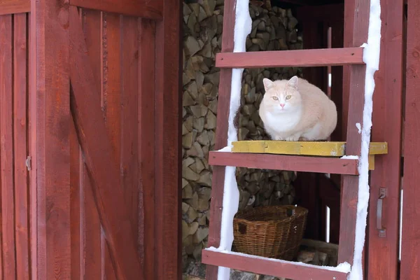 Katze Sitzt Winter Auf Der Treppe Holzschuppen — Stockfoto