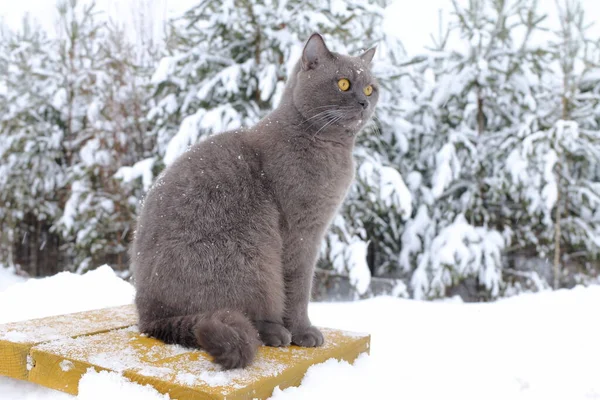 Retrato Gato Cinza Sentado Deriva Neve Fundo Floresta Inverno — Fotografia de Stock