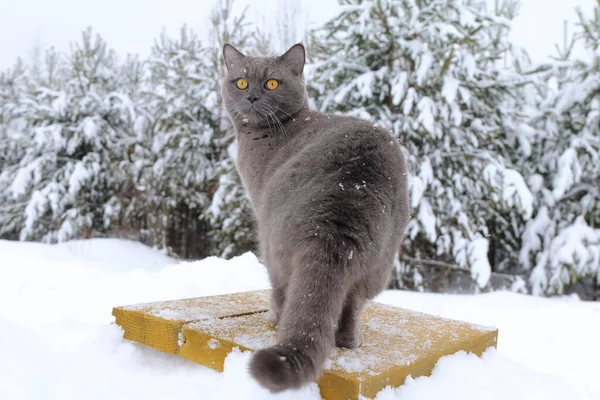 Portrait Gray Cat Sitting Snowdrift Background Winter Forest — 스톡 사진