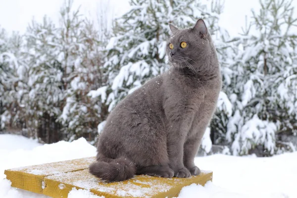 Portret Szarego Kota Siedzącego Snowdrifcie Tle Zimowego Lasu — Zdjęcie stockowe