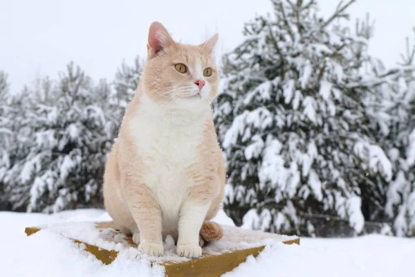 Porträt Einer Roten Katze Die Auf Schneewehen Hintergrund Des Winterwaldes — Stockfoto