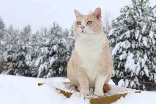 Portrait Red Cat Sitting Snowdrift Background Winter Forest — 스톡 사진