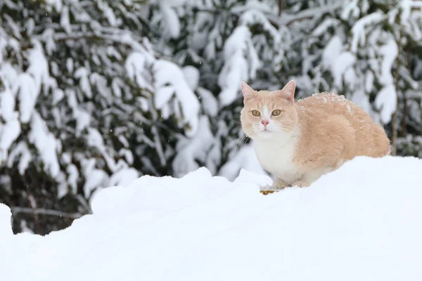 Porträt Einer Roten Katze Die Auf Schneewehen Hintergrund Des Winterwaldes — Stockfoto