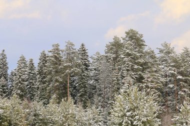 Kış ormanı Mavi gökyüzünün altında, güneşin batışında uzun, karlı bir çam ağacı..