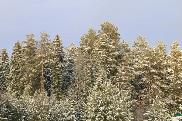 Зимний Лес Высокие Снежные Сосны Голубым Небом Лучах Заходящего Солнца — стоковое фото