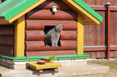 Gri kedi, önüne bir tepsi yemeğin konduğu bir kulübeden dışarı bakar..