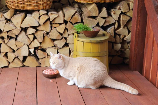 Gato Vermelho Comendo Pedaços Carne Crua Tigela Barro Pela Banheira — Fotografia de Stock